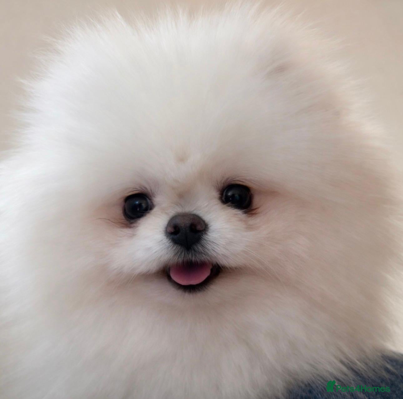 Pomeranian dogs KC Tiny White Teddy Bear Pomeranian - Advert 1