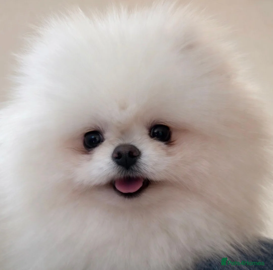 Pomeranian dogs for sale: KC Tiny White Teddy Bear Pomeranian - Advert 1