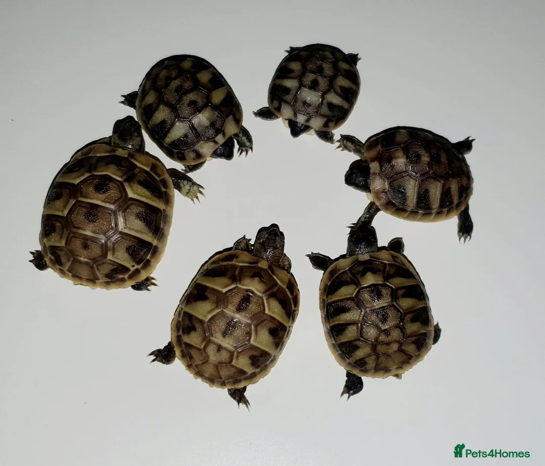 Tortoise reptiles for sale: Tortoise babys - Advert 2