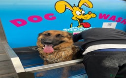German Shepherd dogs for sale: Female Needing forever home  - Image 3