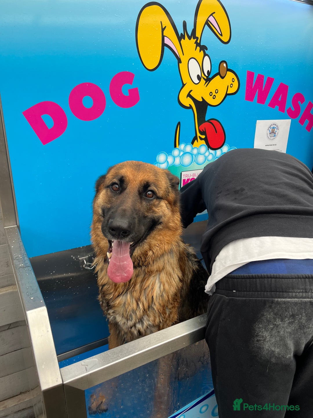 German Shepherd dogs for sale: Female Needing forever home  - Image 3