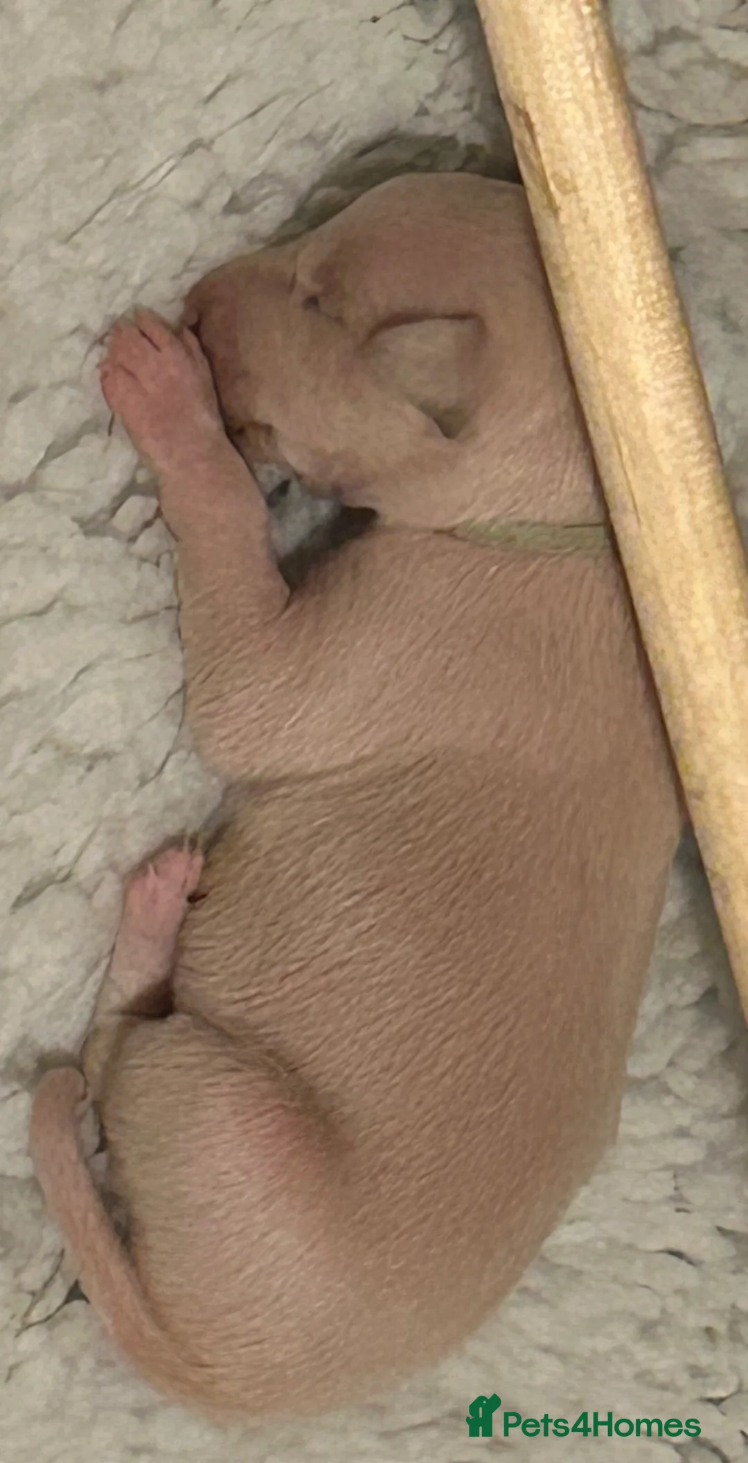 Whippet dogs for sale: Whippet lurcher pups - Advert 19