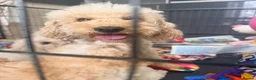 Maltipoo dogs for sale: Happy,loving affectionate Health Tested Maltipoo’s - Advert 36