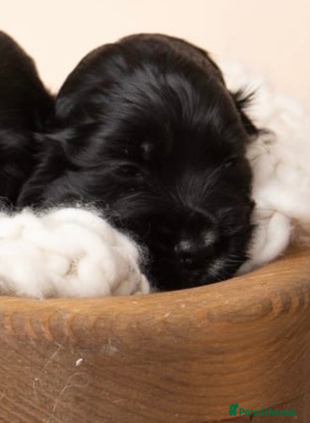 Cocker Spaniel dogs for sale: Show type. - Advert 6
