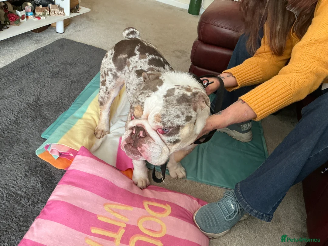 English Bulldog dogs for sale: Rare small lilac mearl British bulldog pup - Advert 2