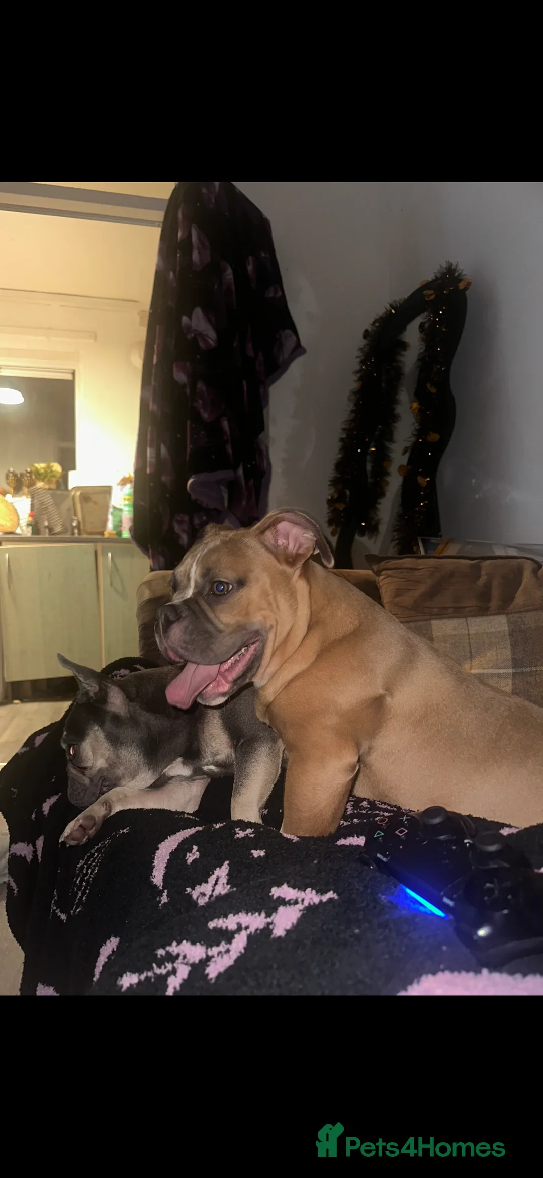 American Bully dogs for sale: Masked fawn pocket bully pup  - Advert 2
