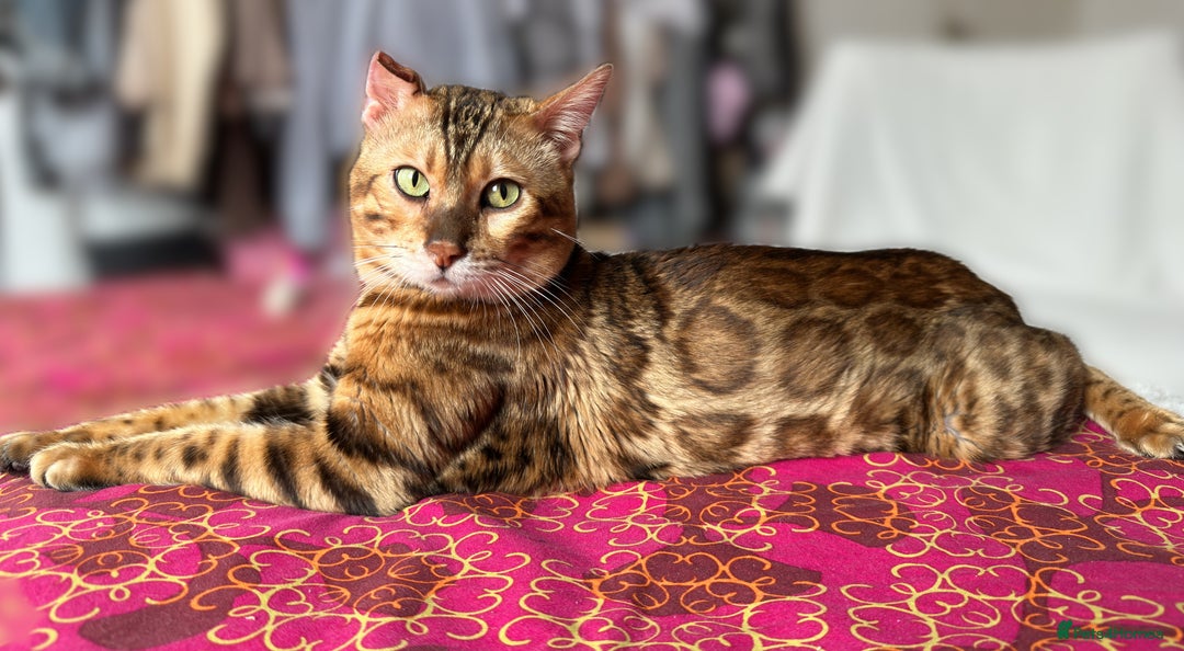 Bengal cats for stud: Bengal Stud Available🌟 - Advert 2
