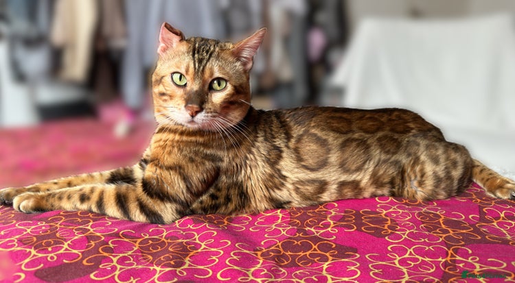 Bengal cats Bengal Stud Available🌟Hurry before spayed!🤍 - Advert 1