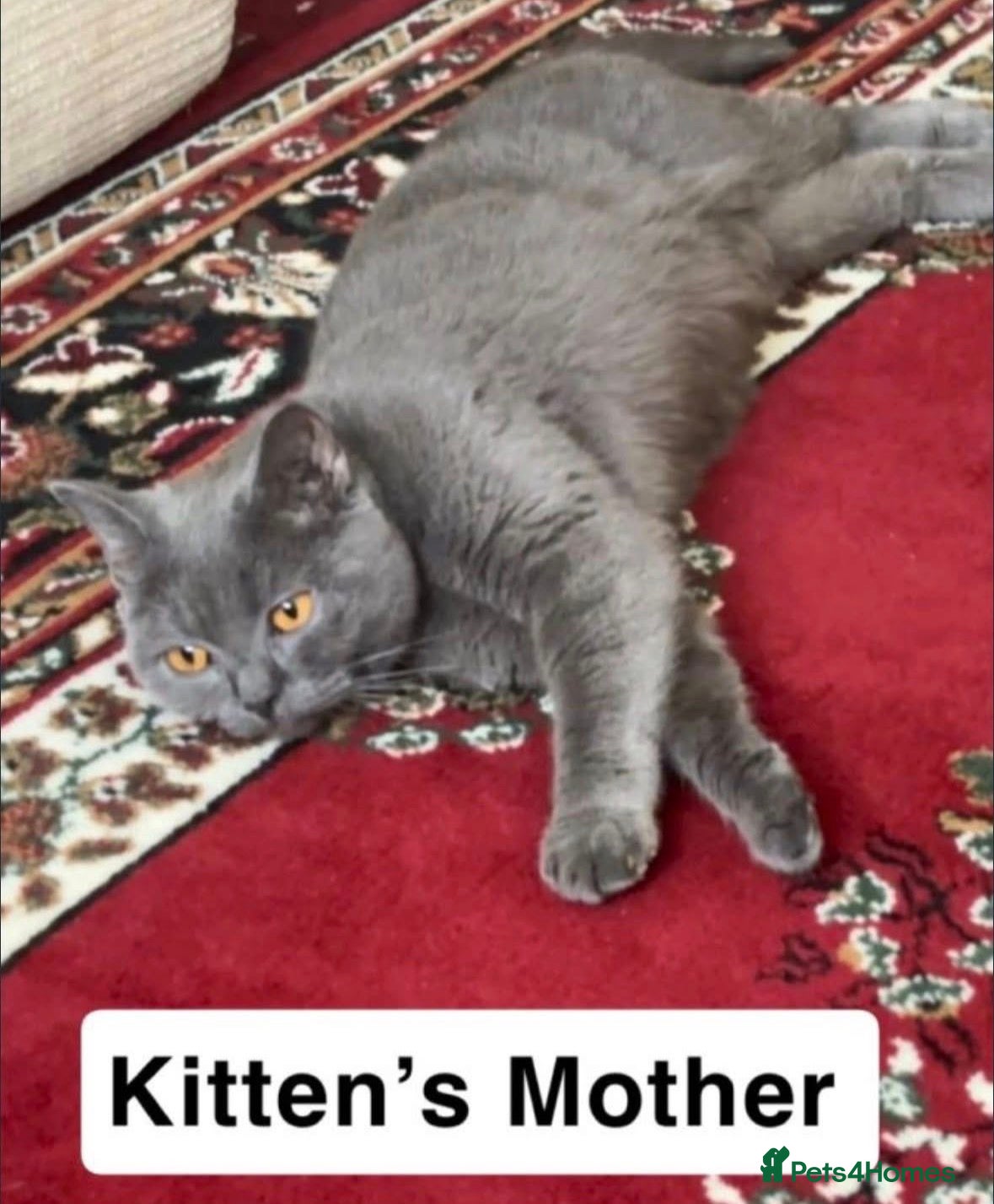 British Shorthair cats READY NOW – Blue British Shorthair female kitten - Advert 5