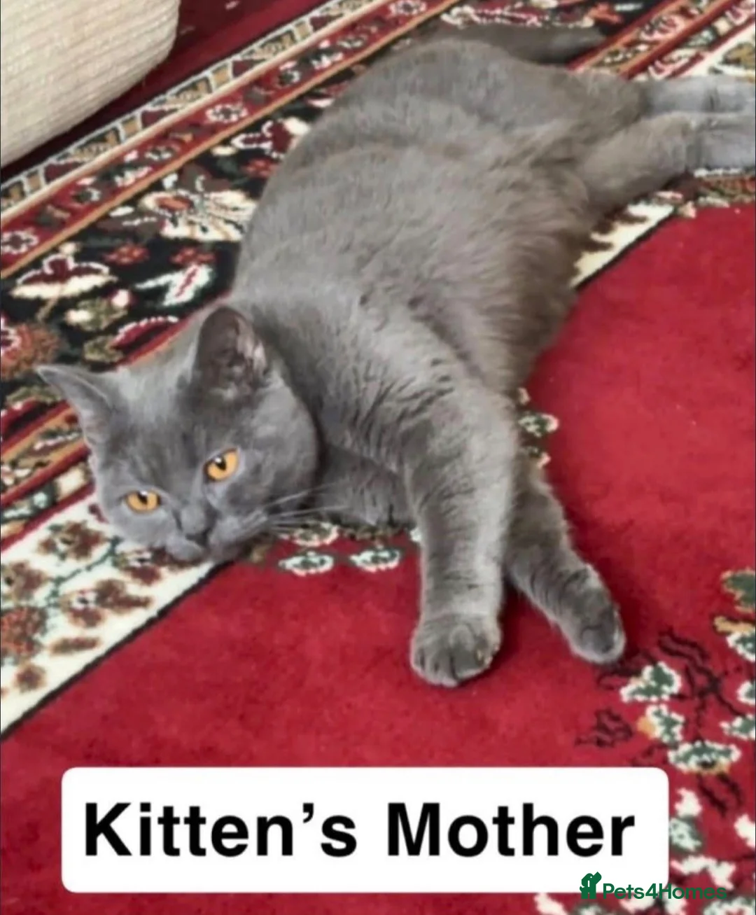 British Shorthair cats for sale: READY NOW – Blue British Shorthair female kitten - Advert 1