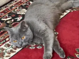 British Shorthair cats READY NOW – Blue British Shorthair female kitten - Advert 5