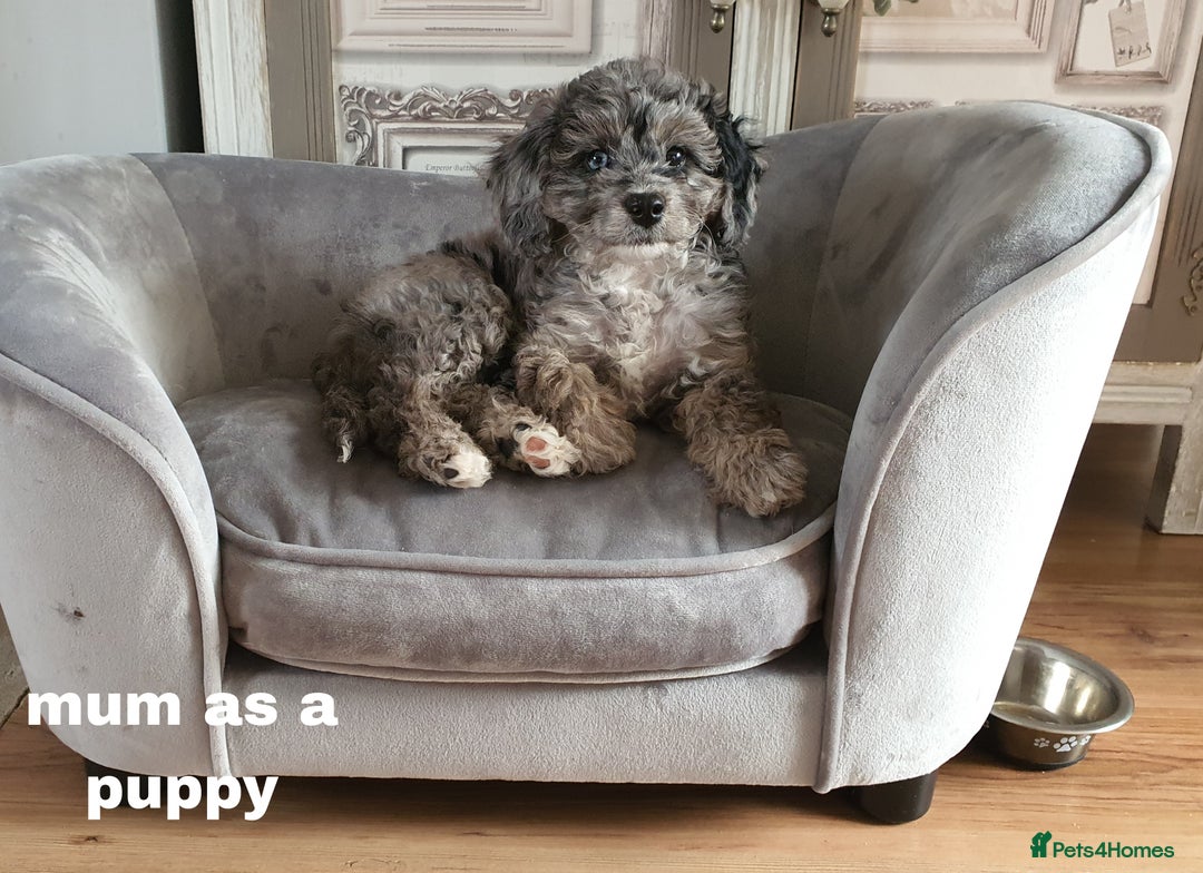 Cavapoo dogs for sale: Cavapoo puppies extensive health tested - Advert 24