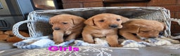 Labrador Retriever dogs for sale: Stunning Red fox labrador puppies  - Advert 23