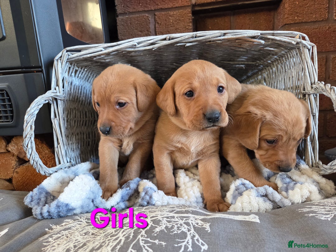 Labrador Retriever dogs for sale: Stunning Red fox labrador puppies  - Advert 23