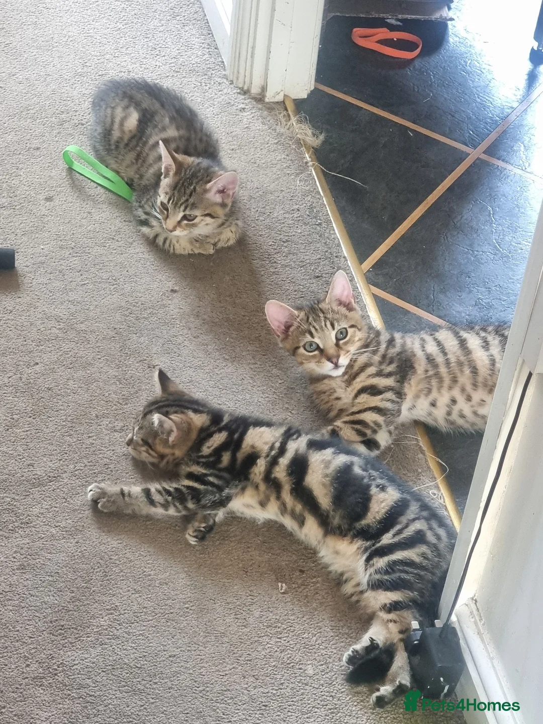 Domestic Shorthair cats for sale: Beautiful kittens for sale /see pictures - Advert 2