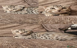 Mixed Breed cats for sale: Silver bengal x Scottish fold kittens - Image 5