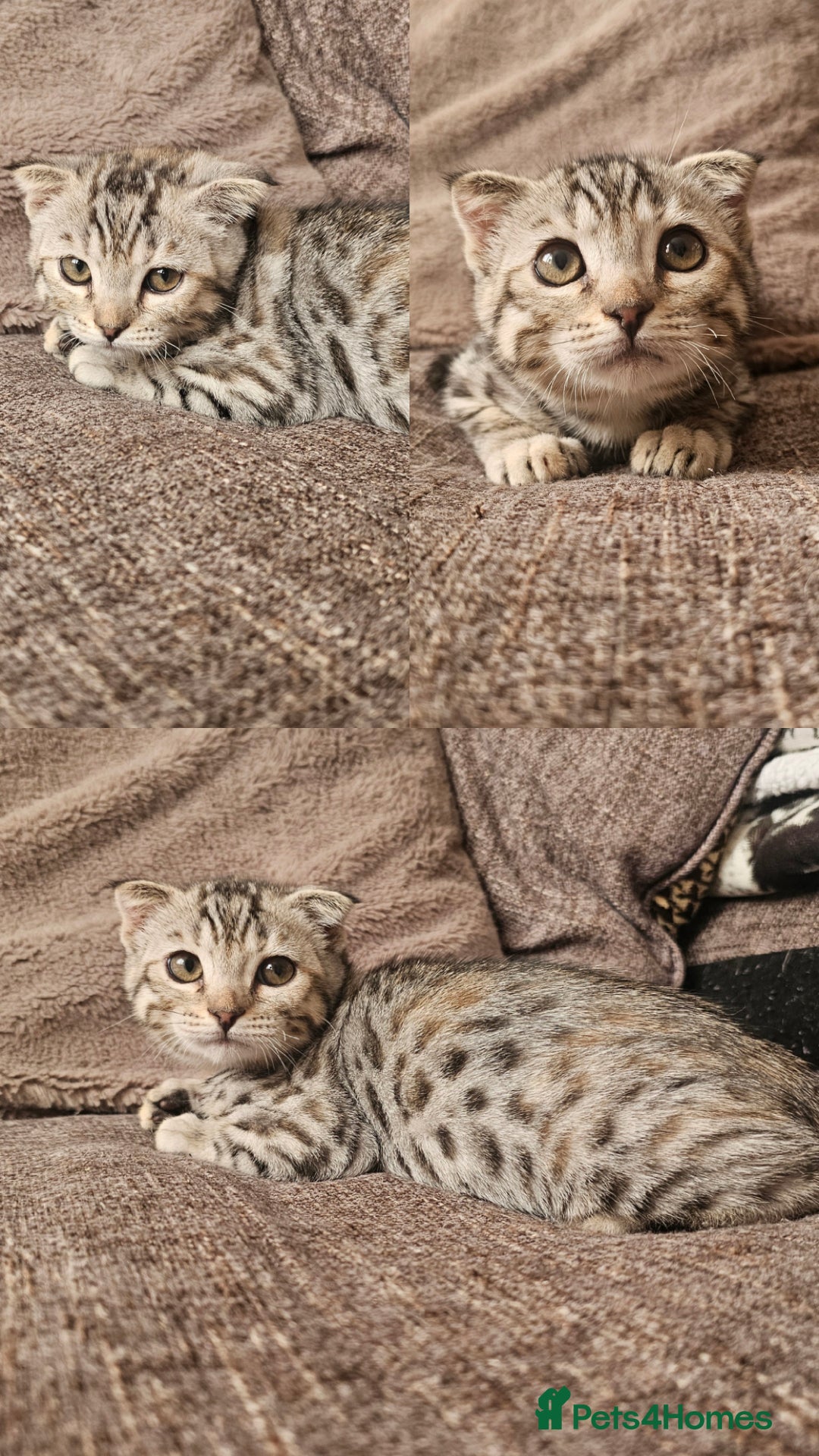 Mixed Breed cats for sale: Silver bengal x Scottish fold kittens - Image 5