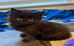 Mixed Breed cats for sale: Fluffy kittens || ready for loving home  - Image 1