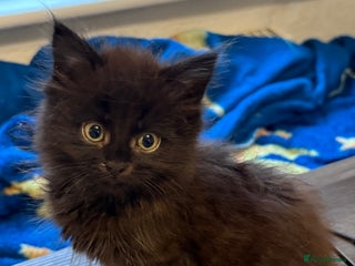 Mixed Breed cats - Advert 17