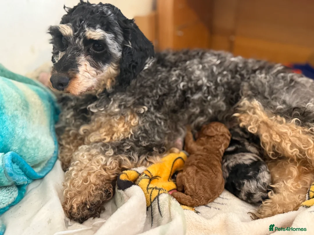 Cockapoo dogs for sale: Beautiful Cockerpoo puppies  in Newton Abbot - Advert 2