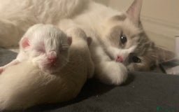 Ragdoll cats for sale: Purebred Male Ragdoll for sale - Image 14