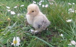 Chickens poultry for sale: Day old chicks / hatching eggs Brahma sussex Pekin - Image 6