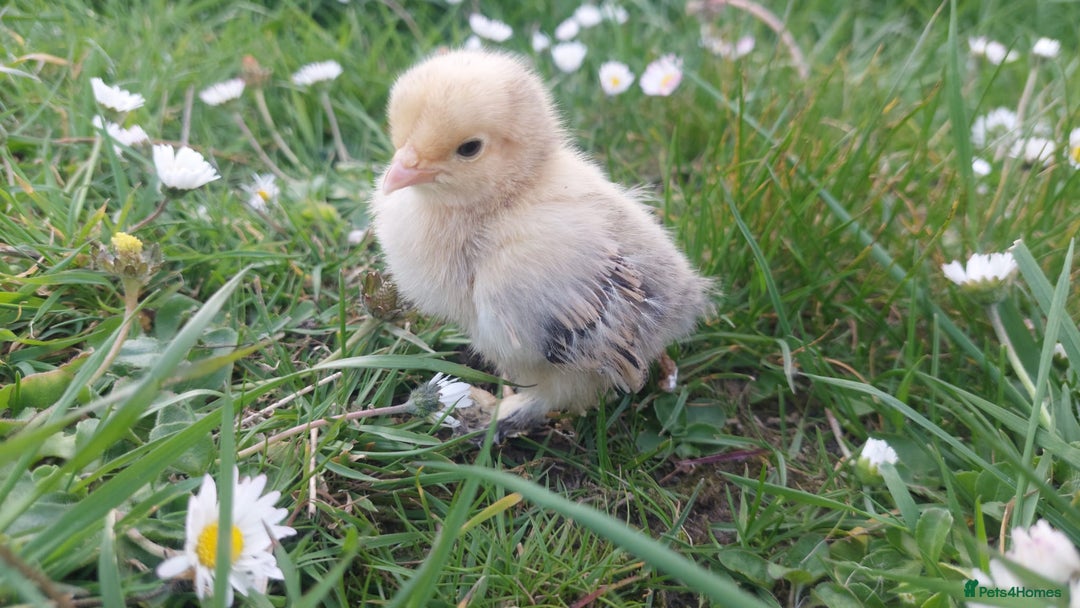 Chickens poultry for sale: Day old chicks / hatching eggs Brahma sussex Pekin - Image 6