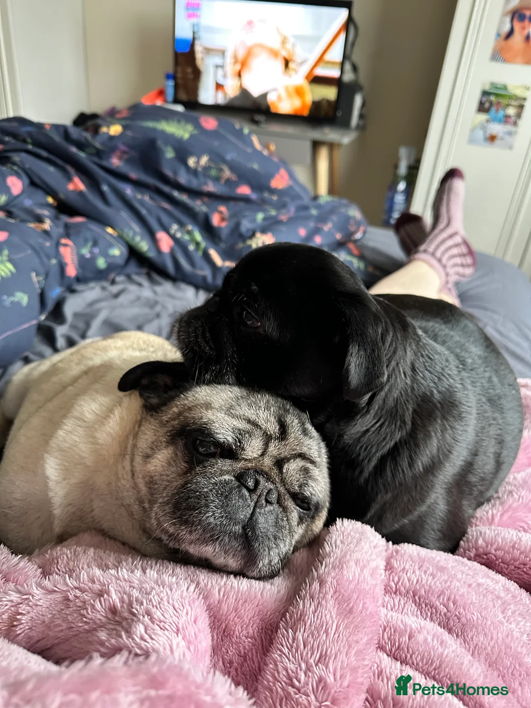 Pug dogs for sale: Two beautiful pugs - Advert 1