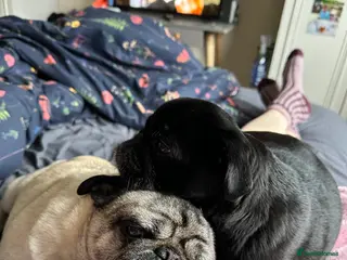 Pug dogs Two beautiful pugs - Advert 2