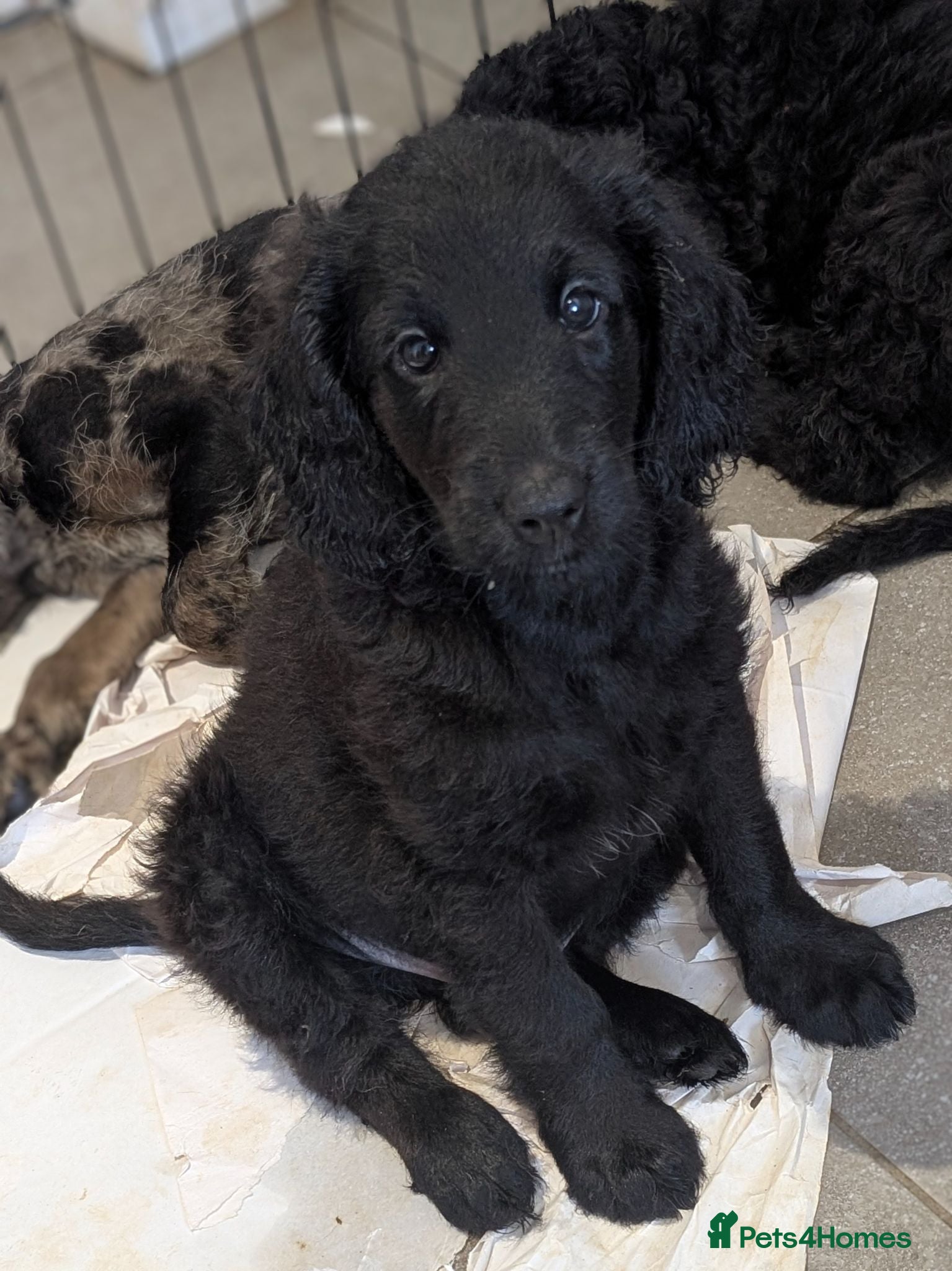 Labradoodle dogs Miniature Labradoodles -Merle, Phantom, Black, Red - Advert 1