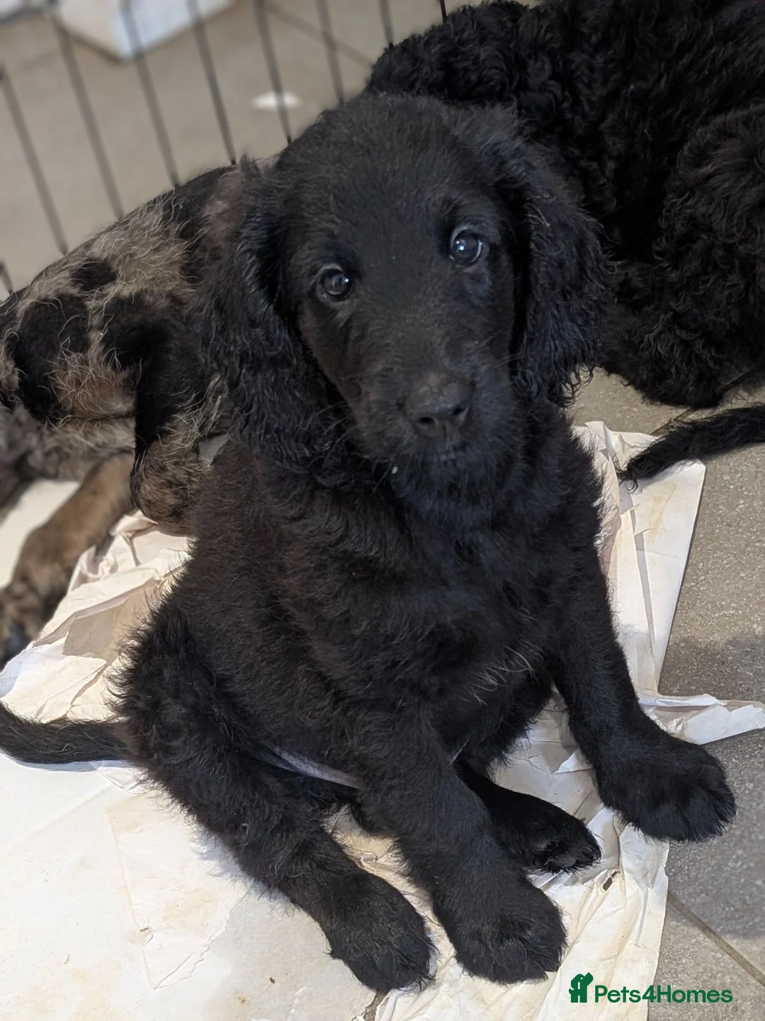 Labradoodle dogs for sale: Miniature Labradoodles -Merle, Phantom, Black, Red - Advert 1