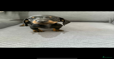 Dachshund dogs - Advert 10