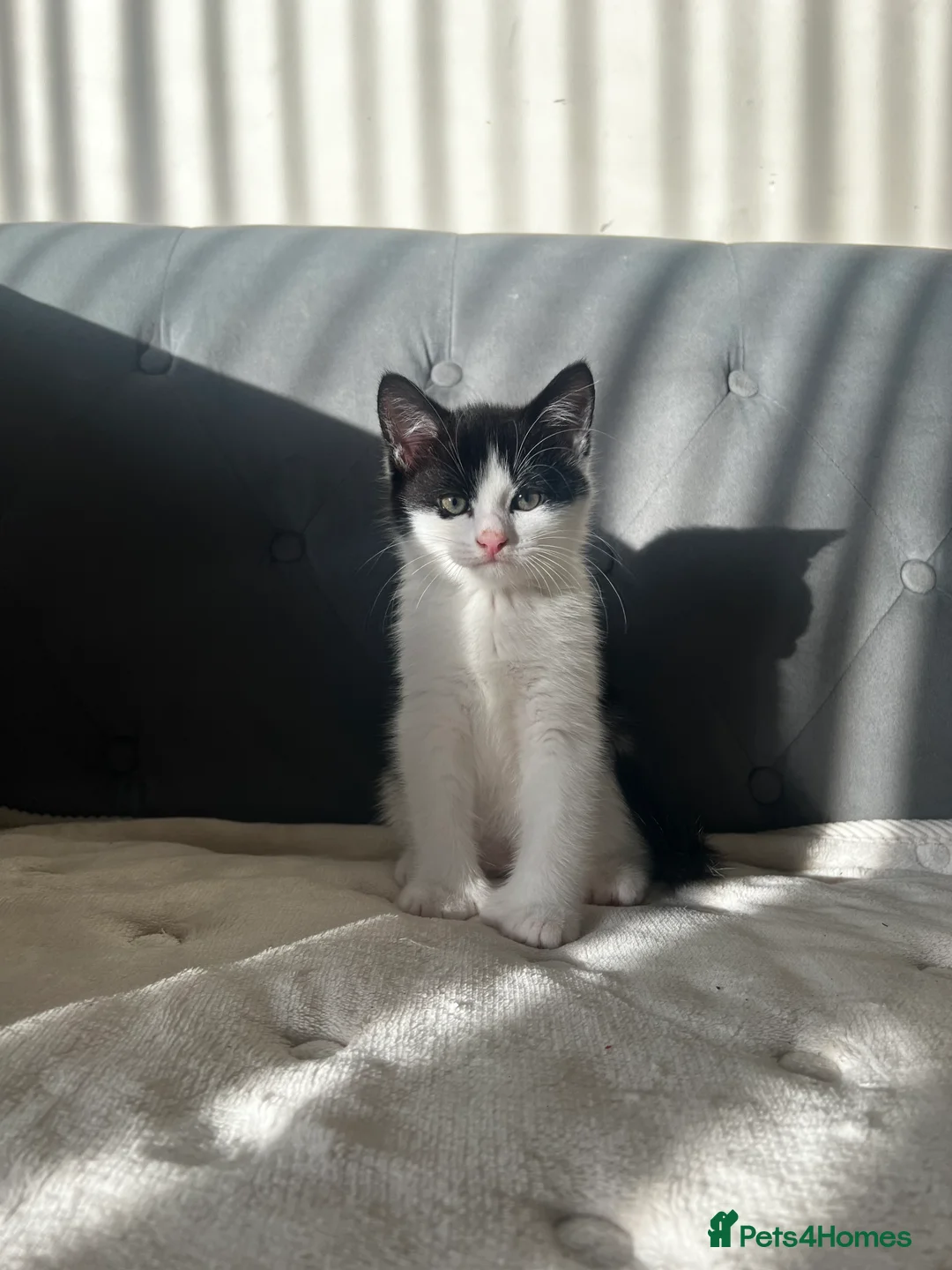 Domestic Shorthair cats for sale: Kittens looking for new homes - Advert 10