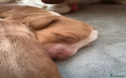 Cocker Spaniel dogs for sale: Cocker Spaniel Puppies  - Image 13