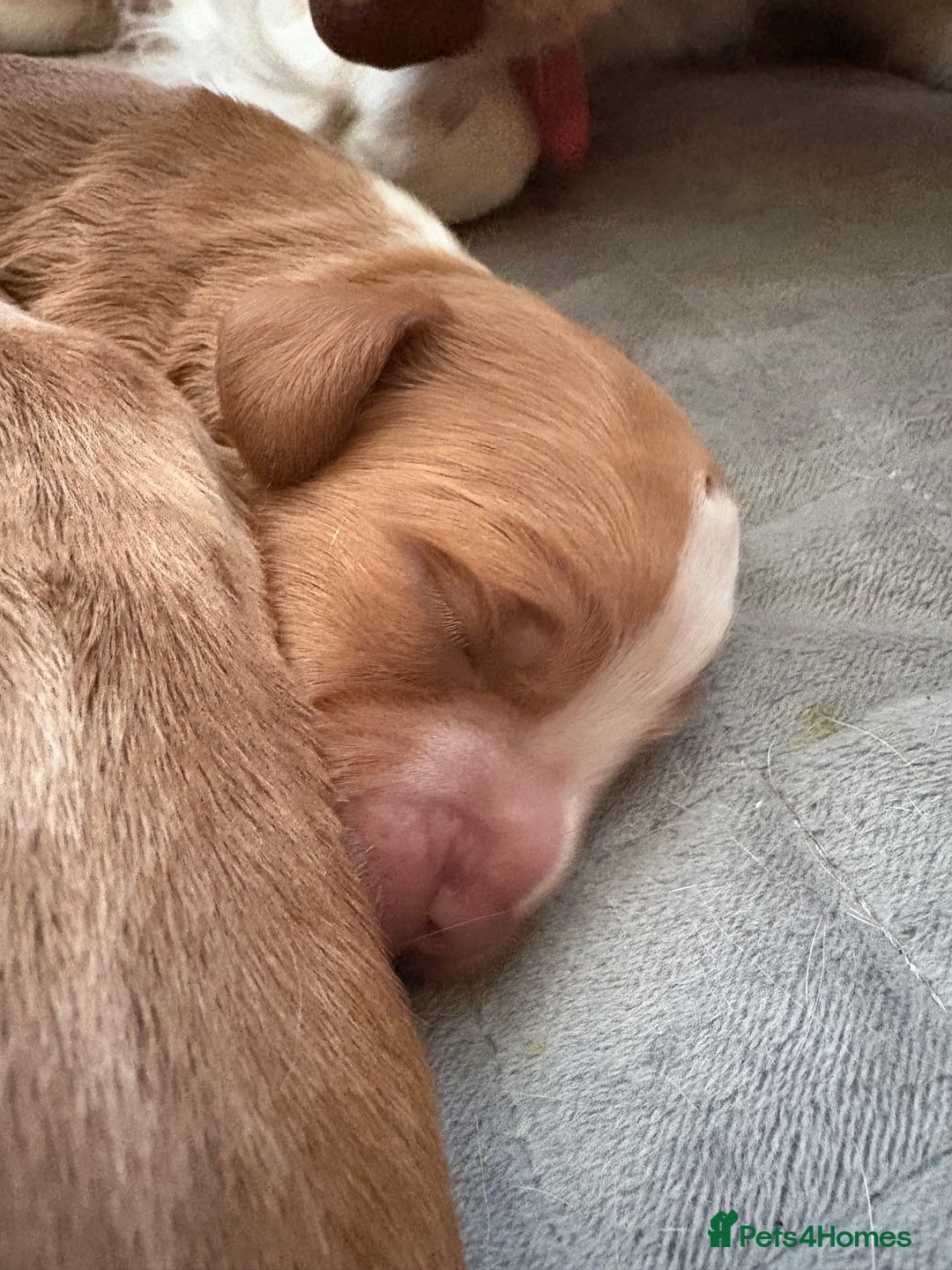 Cocker Spaniel dogs for sale: Cocker Spaniel Puppies  - Image 13