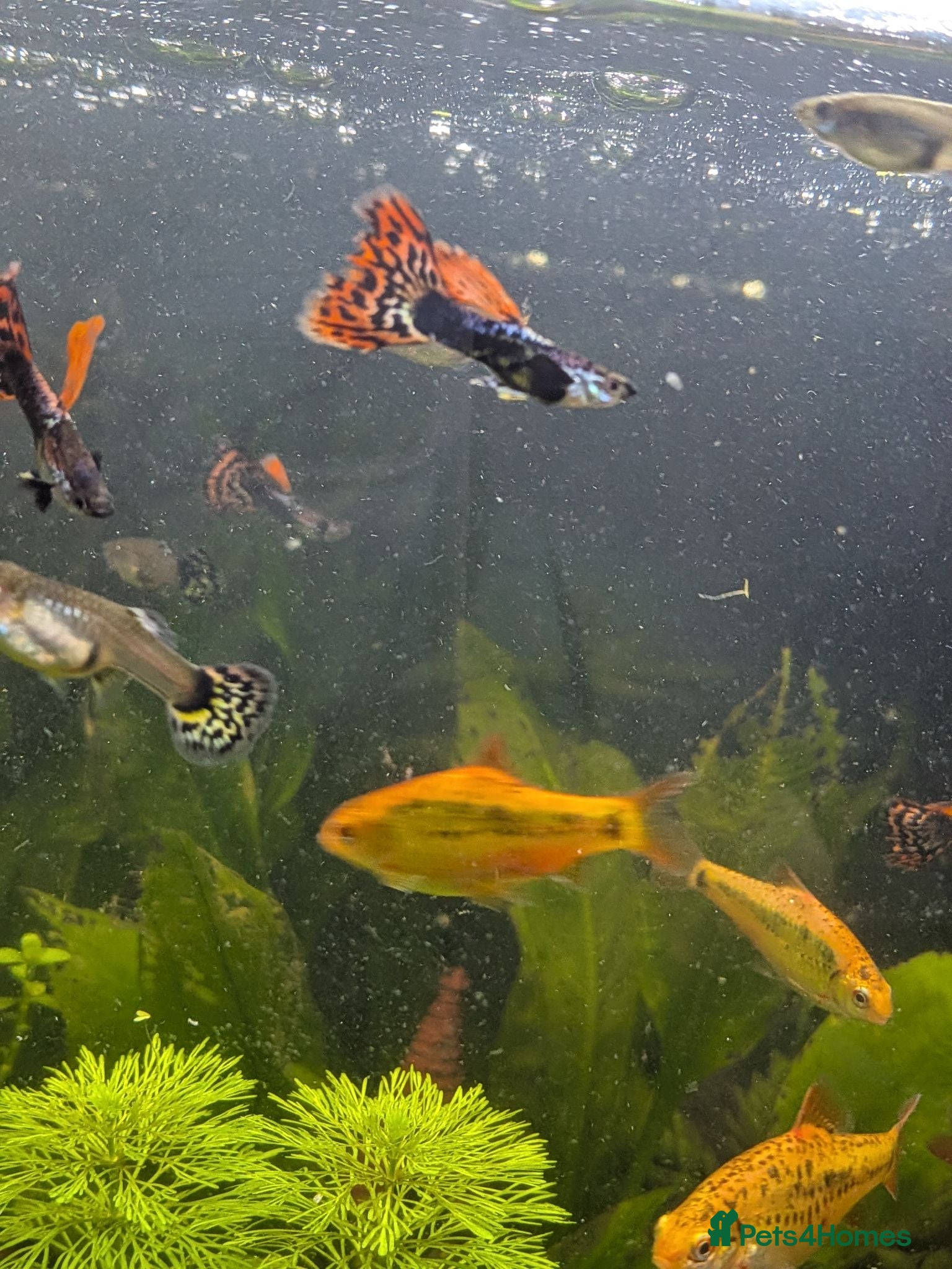 Live Bearers fish Male guppys - Advert 5