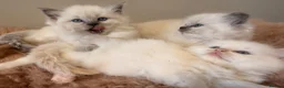 Ragdoll cats for sale: Beautiful ragdoll babies! 😻😻😻 - Advert 6