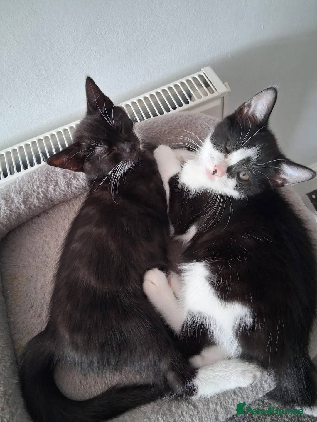 Mixed Breed cats for sale: Black tabby kittens - Advert 2
