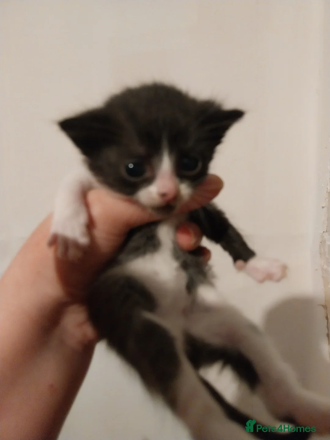 British Shorthair cats for sale: Black and White Kittens - Advert 6