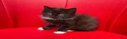 Mixed Breed cats for sale: Big Litter Big Love ❤️  - Advert 13