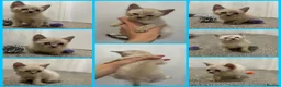 Sphynx cats for sale: LAST FEMALE fluffy half Sphynx kitten - Ready Now  - Advert 30