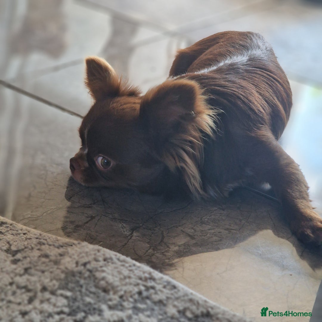 Chihuahua dogs for stud: Chihuahua Chocolate longhaired Stud  in Romford - Image 19