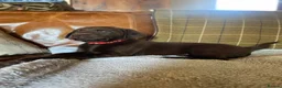 Labrador Retriever dogs for sale: Beautiful Chunky Labrador Puppies  - Advert 10