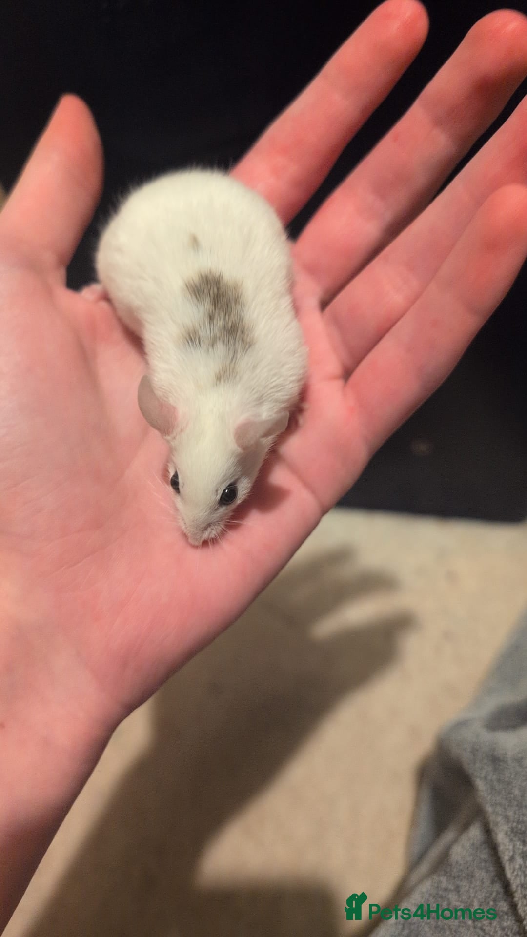 Mouse rodents for sale: Super tame handled African soft fur mice  - Image 4