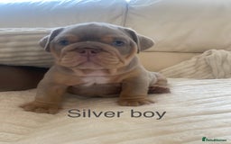 English Bulldog dogs for sale: Beautiful KC lilac & tan English bulldog puppies - Image 23