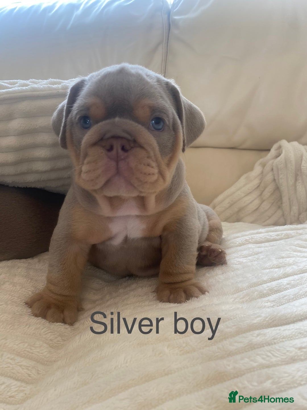 English Bulldog dogs for sale: Beautiful KC lilac & tan English bulldog puppies - Image 23