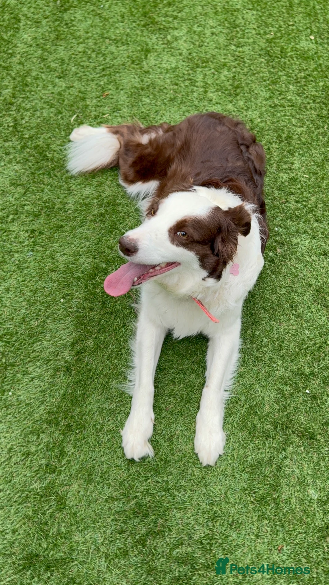 Border Collie dogs for sale: Stella Needs a Loving Forever Home - Advert 5