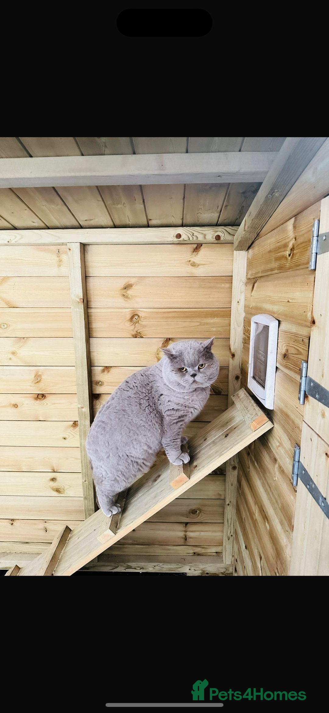 Scottish Fold cats for sale: 🐱TICA Scottish fold & Scottish straight kittens  - Image 10