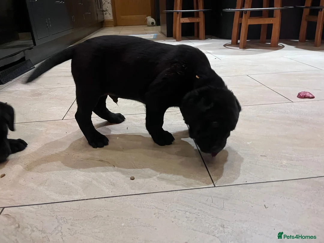 Mixed Breed dogs for sale: Adorable rotadors  - Advert 12