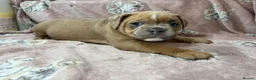 Olde English Bulldogge dogs for sale: Olde English bulldogge  - Advert 30